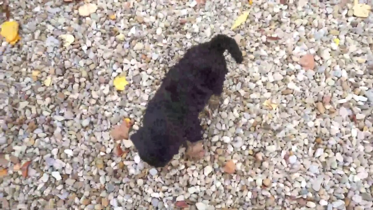 cobblestone bernedoodle