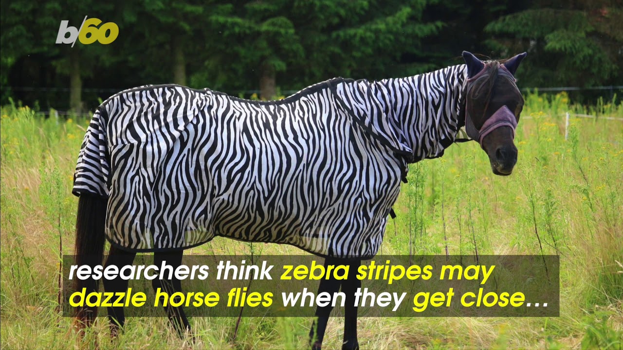 Why Do Zebras Have Stripes? Scientists Dressed Up Horses Likes Zebras