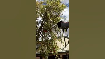 Using a bucket to catch some BEES