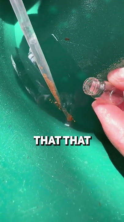 How much can you make gold panning?