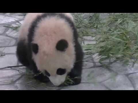 アドベンチャーワールド　美味しいのかな？(2017/01/28)