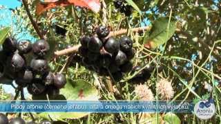 Aronia Original Film CZ(Arońie - Černý jeřáb - Pěstování, sklizeň, lisování šťávy a přehled výrobků Aronia Original v BIO kvalitě., 2013-11-28T22:11:35.000Z)