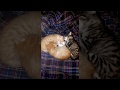 VID 20170904 153927