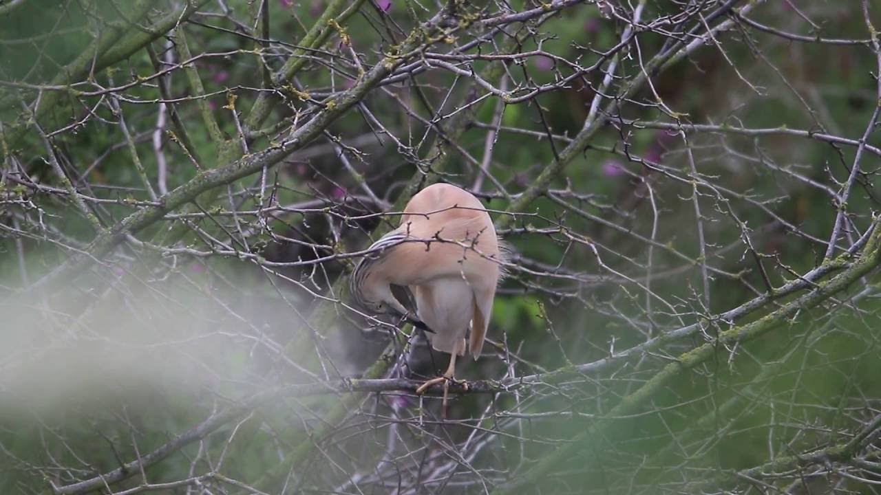 Ralreiger, Ardeola ralloides