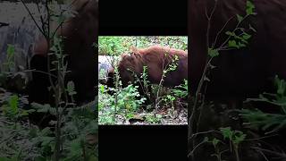 Perfect Arrow Shot on a Standing Bear  Epic Hunting Moment🏹#challenge#wildlife#bear#archery#hunting#