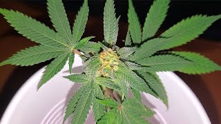What Is Monster Cropping?