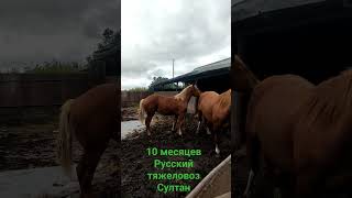 Жеребёнок Султан Русский тяжеловоз (Кнопка-Суффикс) #horses #лошади