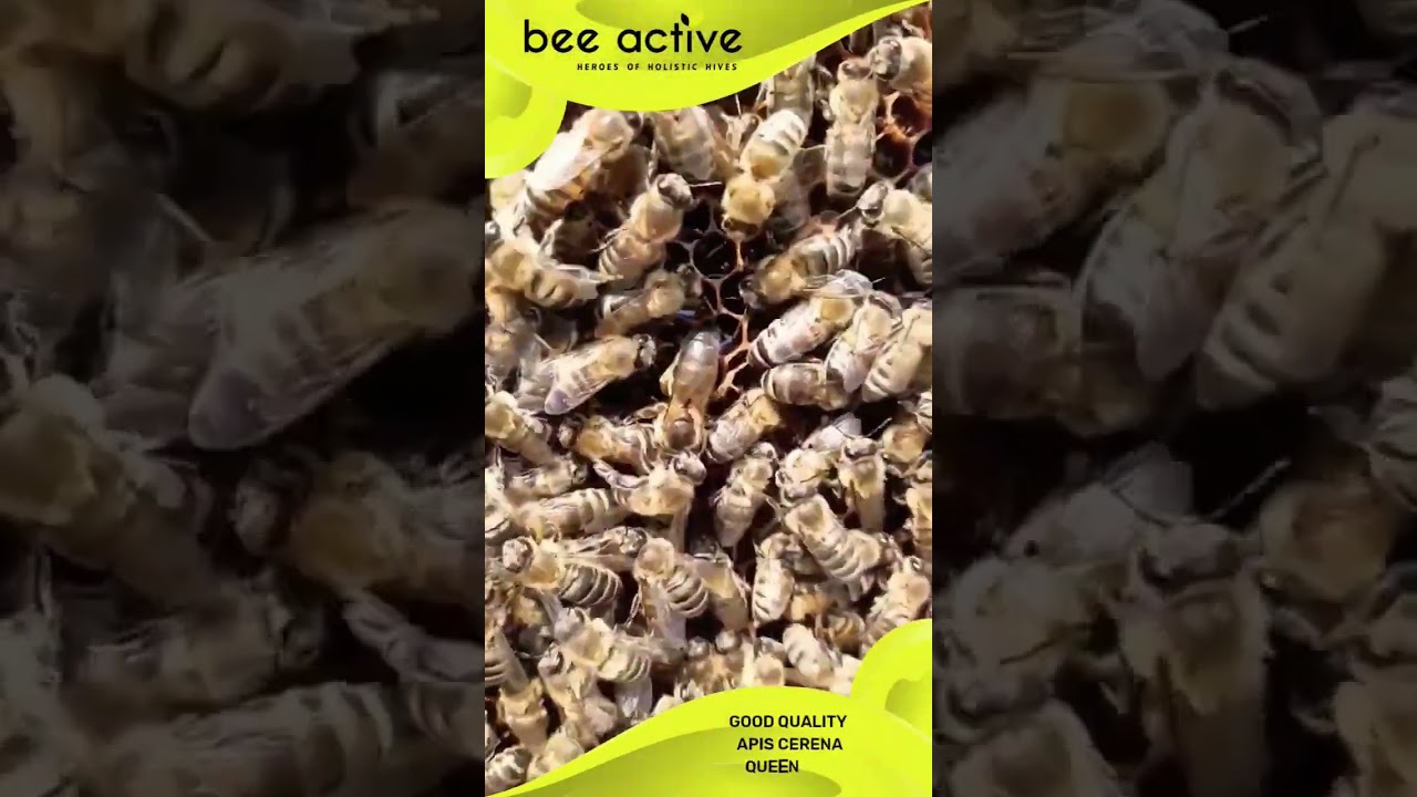 Save Apis cerena Indica: Our Native Pollinators Need Your Help