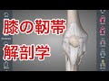 膝の解剖学:膝の靭帯について解説してみた