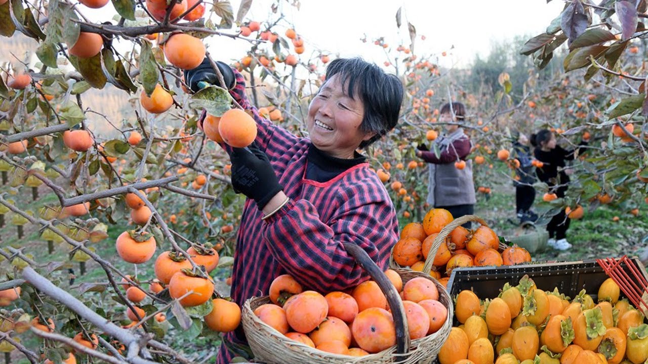 HOW TO GROW PERSIMMON FRUIT IN JAPAN - PERSIMMON FARMING AND HARVESTING ...