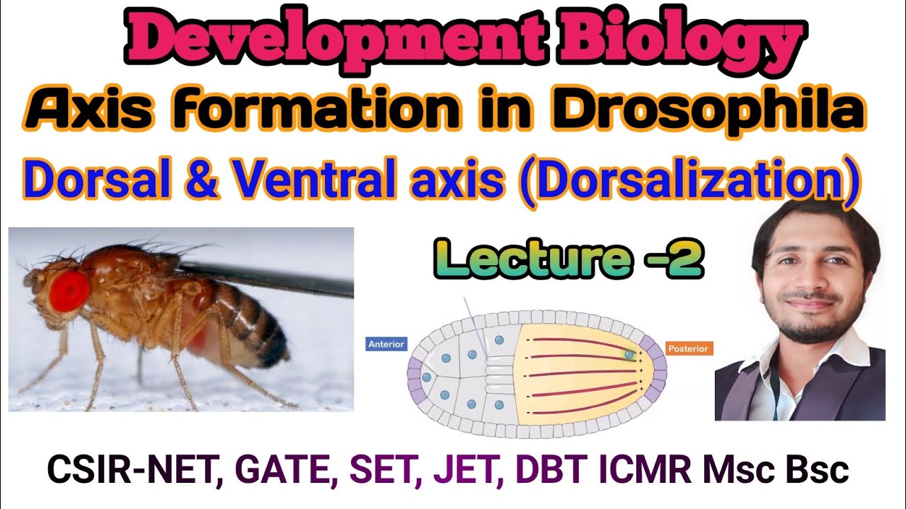 Dorsal-Ventral axis formation in Drosophila(Dorsalization)- L-2 for ...