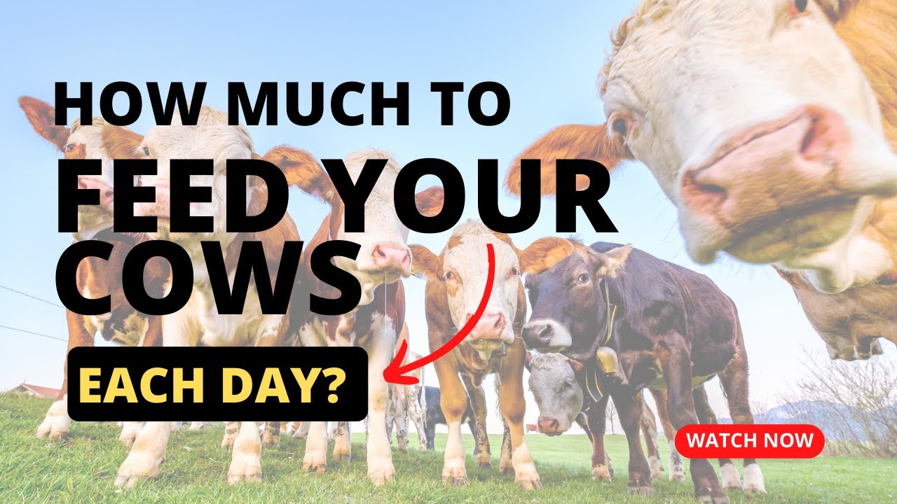 How Much Fodder To Feed Beef Cattle \U0026 Expected Results