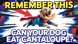 Can Your Dog Eat Cantaloupe While Traveling? The Surprising Truth About This Summer Fruit Can Dogs Eat Cantaloupe Risks Benefits