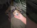 Adoption baby dogs #share #babydog #youtubeshorts #viral #india #dogeshbhai #trending
