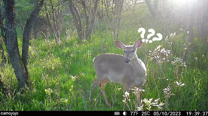 【Camojojo】Discover the wonders of wildlife through the lens of Camojojo