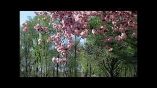 25 HD Nature Wallpapers Set 8 ( no audio ) screenshot 2