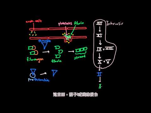 凝血機制 Coagulation Cascade