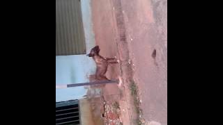 Bull Terrier Top Na Rua