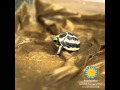 view Second Spider Tortoise Arrives at the Smithsonian National Zoo digital asset number 1