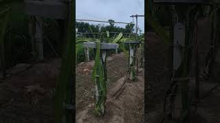 dragon fruit farming gujarat