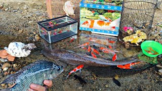 Find large ornamental fish, koi fish, catfish, betta fish, snakehead fish, molly fish, goldfish