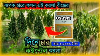 দিনে চার থেকে পাঁচ কুইন্টাল করলার ফলন। ব্যাপকহারে ফলন এই করলার বীজের। করলা চাষ।