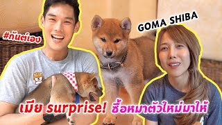 กันต์เอง - เมียทำ surprise ซื้อหมาชิบะตัวใหม่มาให้ #กันต์เอง