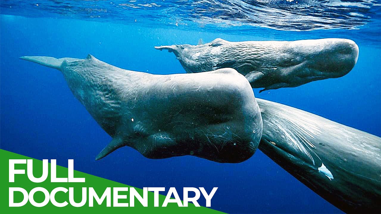 Giants Of The Seas The Mystery Of The Sperm Whales Free Documentary