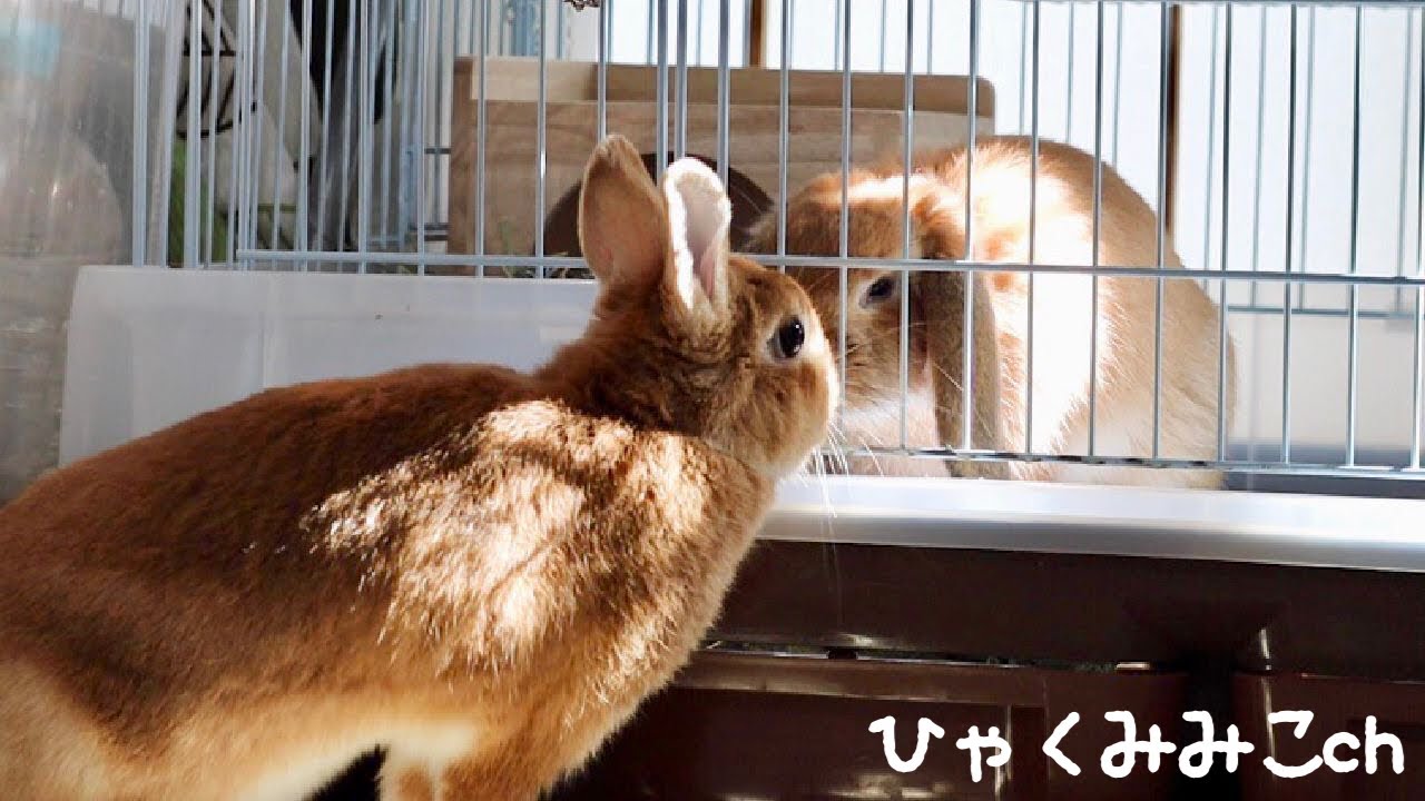 飼い始めた時期が違う二匹のうさぎの顔合わせ記録 その六 Youtube 飼い始めた時期が違う二匹のうさぎの顔合わせ記録 その六 Youtube