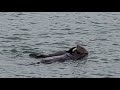 Sea otter mom and pup sharing meals