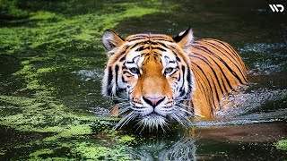 Harimau: Sang Raja Pengendali Hutan