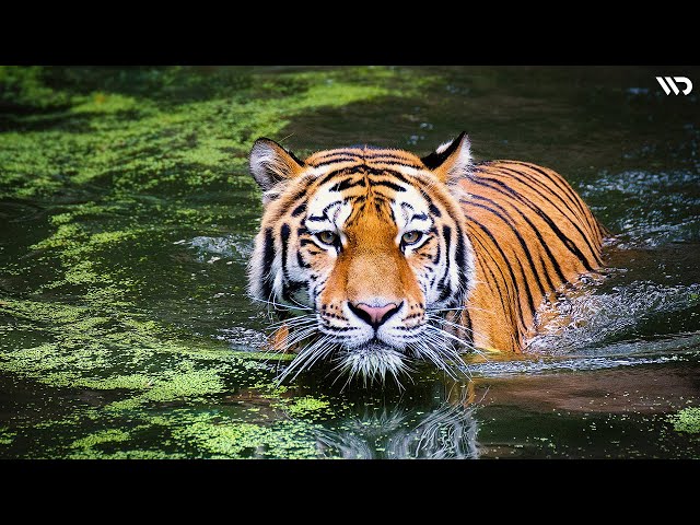 Harimau: Sang Raja Pengendali Hutan class=