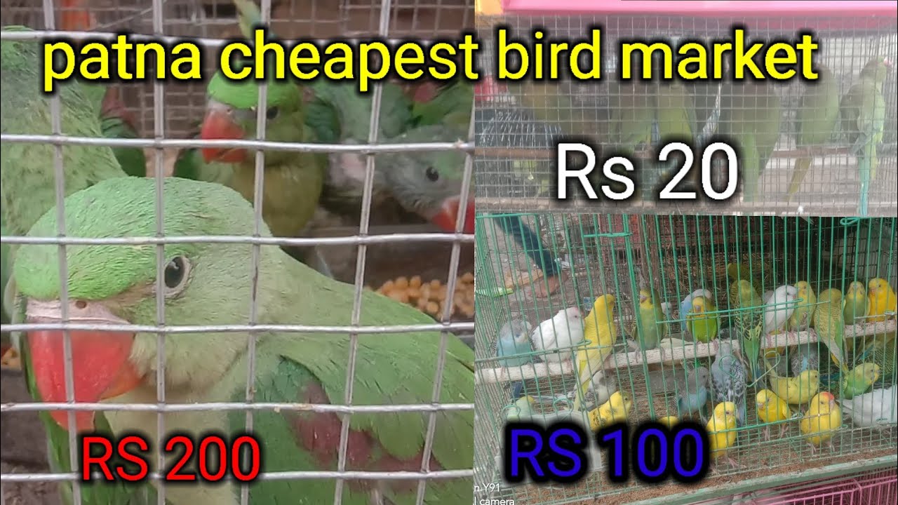 PATNA CHEAPEST BIRD MARKET patna bird market 🦃🦆🐦पटना सबसे सस्ता बर्ड मार्केट 🐦🕊🦃 YouTube