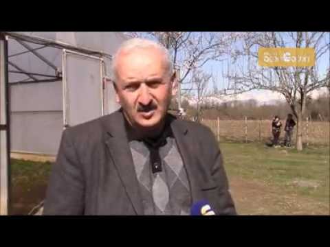 ნდობის აღდგენის ღონისძიებების გაძლიერება კოლხური ბზის გადარჩენის კოორდინირებული აქტივობების გზით