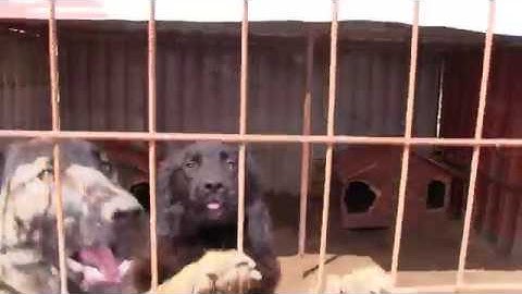 SmartCommunication im Doglover Tierheim in Ungarn