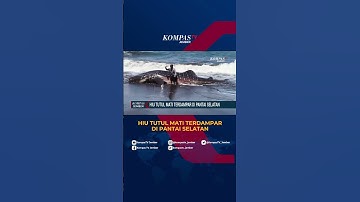 Hiu Tutul 6 Meter Terdampar di Pantai Pancer Jember, Warga Heboh! #shorts
