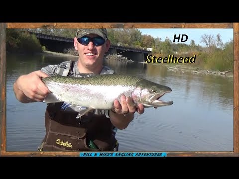 Steelhead Fishing - Lake Erie Tributary's 