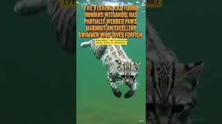 Fishing Cat