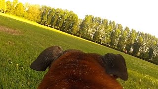 Bud The Staffordshire Bull Terrier Walkies With Gopro