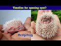 🦔 BABY HEDGEHOGS GROWING UP! Hedgehog pet from Birth to open Eyes 🦔