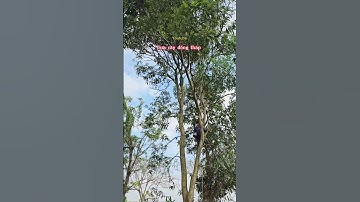 Cưa đọt cây xoài @cuacaydongthap