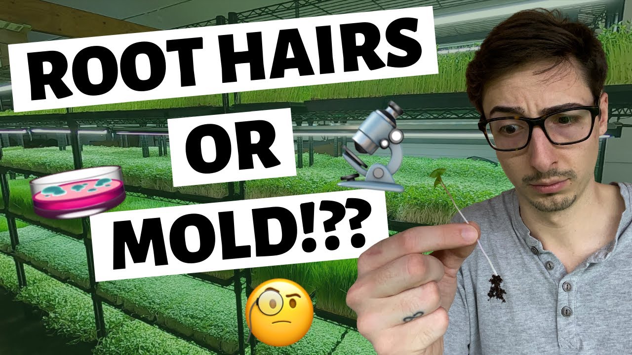 Microgreens MOLD or ROOT HAIRS & How To Tell The Difference?! YouTube