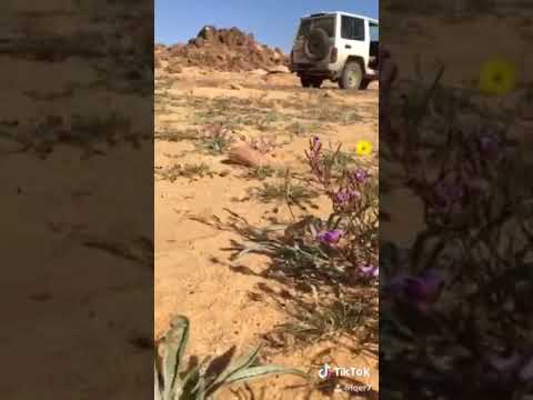 واطل الفجر ببسمته كغريب عاد لبدته ربيع تبوك1440