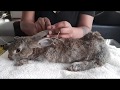 Rabbit Taxidermy Process