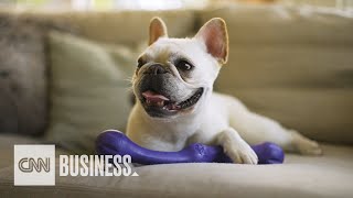 Dog toy trends are on the rise and this company is keeping up