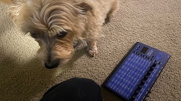 Dave Smith Evolver With Midi Keyboard or Stray Dog