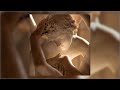 [FREE] La Fève x Hamza - "Hôtel parisien" | Bouncy Melodic Beat Instrumental
