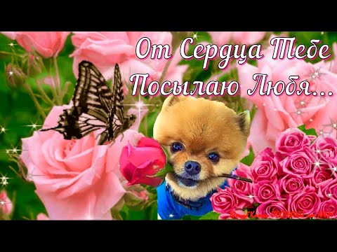 🌹Доброго Дня Отличного Настроения! Открытки Добрый День!