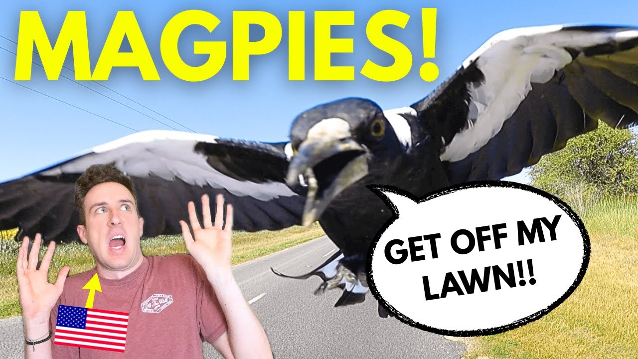 American REACTS to The Magpie (Australia's Angriest Bird)