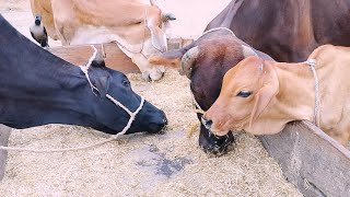 4 Cows Going to eat skin with earth 8 gone Zartaj Gul TV
